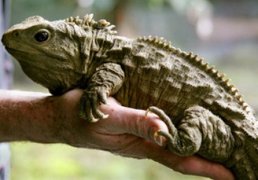 Новозеландские ученые узнали, как жует древняя рептилия
