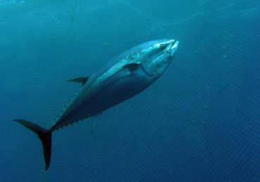 Ученые: тунец принес радиацию из Японии в Калифорнию