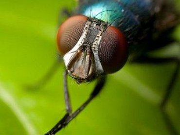 Прорыв в технологиях: учёные создали муху-киборга