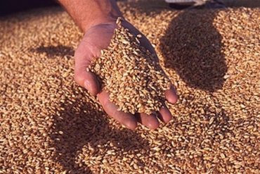 Из-за событий в Украине цены на пшеницу на мировых рынках выросли