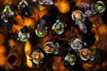 Пчелы научили считать до четырех и обезвреживать мины