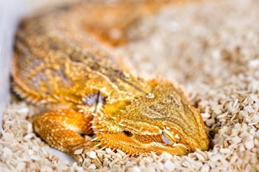Биологи доказали, что рептилии видят сны
