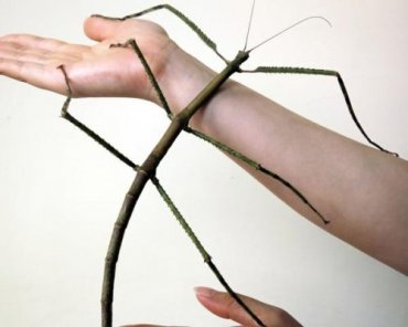 Ученые: В Китае нашли самое длинное насекомое в мире
