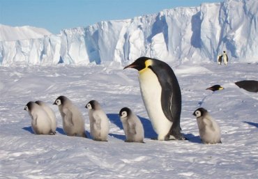 Арабские Эмираты собираются «импортировать» айсберги из Антарктики