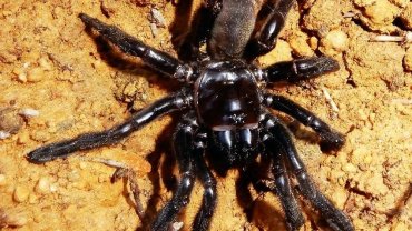 В Австралии умер самый старый паук в мире