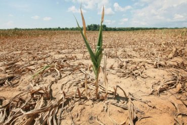 Минсельхоз Крыма: из-за нехватки осадков может погибнуть часть урожая на полуострове