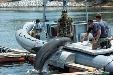 Украинские боевые дельфины отказались подчиняться россиянам и погибли