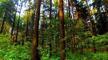 Этой весной в Украине высадили 24 тысячи гектаров леса