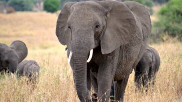 В Африке слон затоптал насмерть британского солдата
