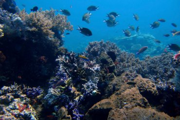 Американские ученые обнаружили в океане новую форму жизни