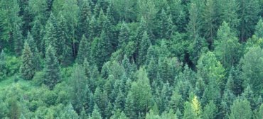 Леса помогают бороться с изменением климата