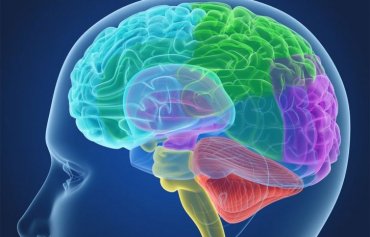 Ученые обнаружили новую область мозга, которая делает уникальным каждого человека