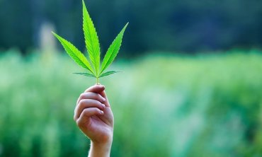 Комитет Верховной Рады поддержал законопроект о легализации марихуаны