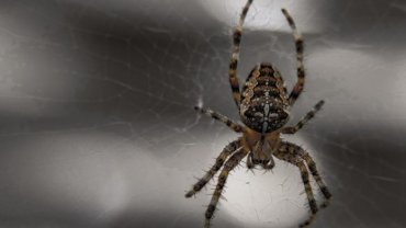 Ученые объяснили, почему не стоит убивать пауков