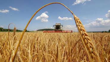 Из-за заморозков Украина может потерять четверть урожая, – ученые