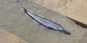 В Лондоне спасли детеныша кита, застрявшего в шлюзе Темзы