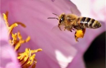 Ученые нашли клеща, виновного в гибели миллиардов пчел