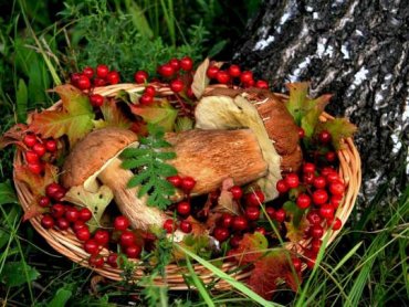 Власть ввела налог для граждан на сбор грибов и ягод