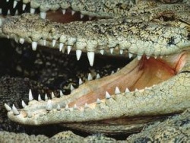 Регенерация зубов у крокодилов. Возможно ли это у людей?