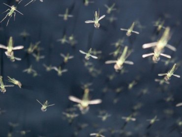 Почему нас кусают комары