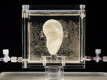 Отрезанное ухо Винсента ван Гога выставлено напоказ в Германии