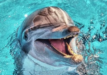 В США ученые расшифровали речь дельфинов