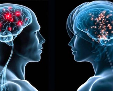 Учёные нашли новое различие между мозгом мужчины и женщины