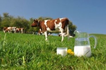 Названы методы улучшения качества молока