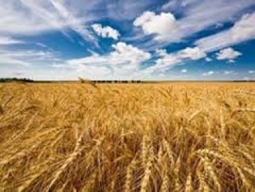 Украина экспортировала рекордные 16 млн. тонн пшеницы