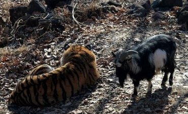 Почему тигр Амур не сожрал козла Тимура на самом деле