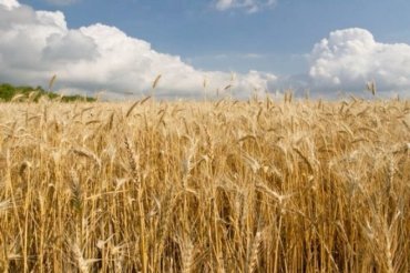 На какие аграрные преференции может рассчитывать Украина: в Европарламенте рассказали