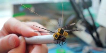 Ученые показали полет живой стрекозы, которую превратили в киборга