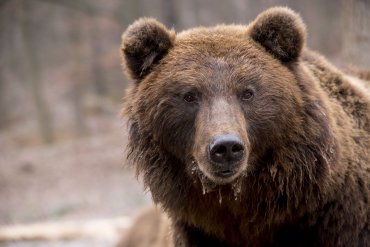 Спасатели считают, что пропавшего на Урале мальчика мог спрятать медведь