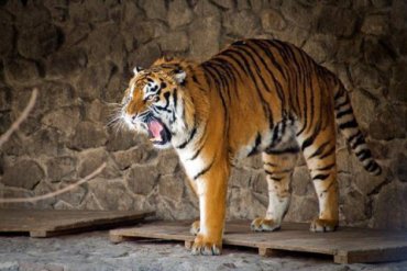 В Германии из зоопарка сбежали два тигра, два льва, ягуар и медведь