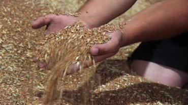 Египет отказывается от грязной российской пшеницы
