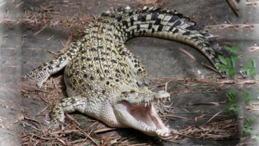 Крокодил убил священника во время обряда крещения