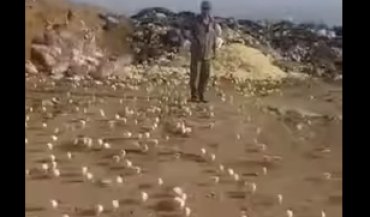 Из выброшенных яиц на свалке вылупились сотни цыплят