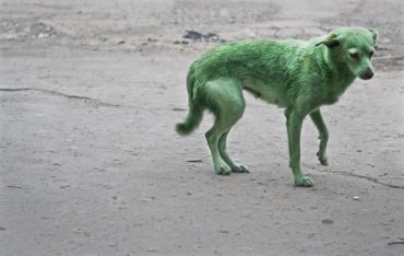 Собаки бывают…зеленые