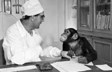 Как советские учёные скрещивали обезьяну с человеком