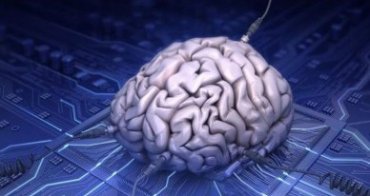 Ученые вырастили искусственный человеческий мозг