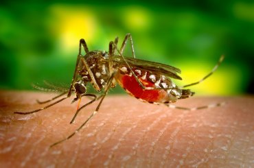 Почему комары одних кусают, а других обходят стороной?