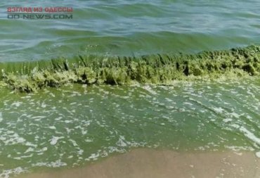 В Одессе выяснили причину появления зеленой воды в море