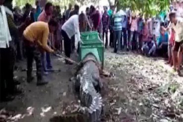 Индусы стали поклоняться крокодилу, который приполз в храм