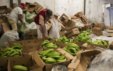 В порту Роттердама изъято 2020 килограммов кокаина, спрятанного в бананах