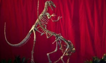 В Аргентине ученые обнаружили останки неизвестного динозавра