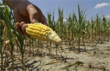 В США из-за сильнейшей за 10 лет засухи фермерам разрешили брать дешевые кредиты