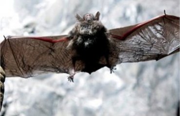 Биологи установили, что летучие мыши ловят комнатных мух, прислушиваясь к звукам их секса