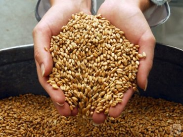 Зерно дешевеет из-за завышенного прогноза урожая