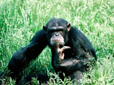 Ученым удалось расшифровать язык шимпанзе