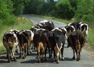 Русские угнали стадо украинских коров